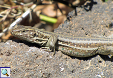 Weibliche Kanareneidechse (Galliotia galloti galloti)