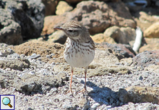 Kanarenpieper (Anthus berthelotii)