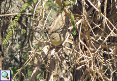 Kanaren-Zilpzalp (Phylloscopus canariensis)