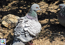 Felsentaube (Columba livia)
