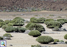 Teideginster (Cytisus supranubius) auf der Ebene 'Llano de Ucanca'
