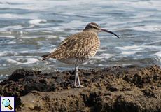 Regenbrachvogel (Numenius phaeopus)