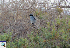 Raubwürger (Lanius excubitor)