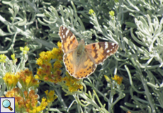 Distelfalter (Vanessa cardui)