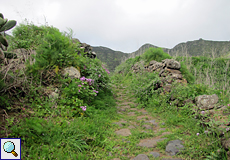 Zwei Steinmauern säumen den Wanderpfad nach Teno Alto