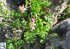 Berg-Erdrauch (Fumaria montana)