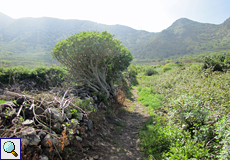 Stattliche Exemplare von Euphorbia lamarckii säumen den Wanderweg