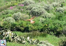 Rüttelnder Turmfalke (Falco tinnunculus canariensis)