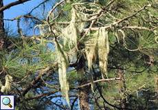 Bartflechte (Old Man's Beard, Usnea sp.)