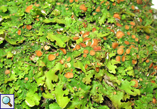 Unbestimmte Flechtenart Nr. 18 Unbestimmte Flechtenart Nr. 18
