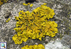 Gewöhnliche Gelbflechte (Common Orange Lichen, Xanthoria parietina)