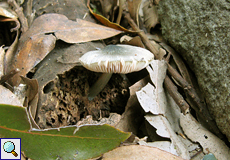 Grauer Dachpilz (Pluteus salicinus)