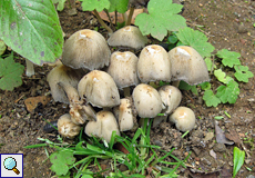 Tintling (Coprinus sp.)