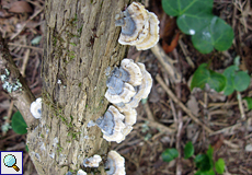 Schmetterlingstramete (Turkey Tail, Trametes versicolor)