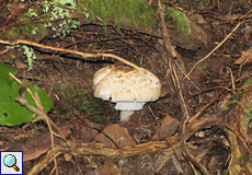 Parasol (Parasol Mushroom, Macrolepiota procera)