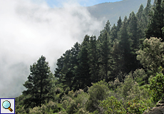 Wald und Wolken im Erholungsgebiet 'La Caldera'