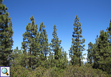 Kanarische Kiefern (Pinus canariensis) im Erholungsgebiet 'La Caldera'