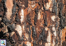 Stamm einer Kanarischen Kiefern (Pinus canariensis)