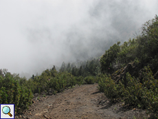 Im Gebiet um Aguamansa wandert man in Höhe der Wolken