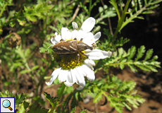 Cyphocleonus armitagei, eine besondere Käferart der Region