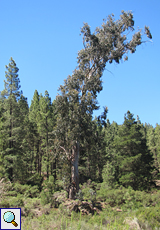Ein großer Eukalyptusbaum überragt die Kanarischen Kiefern