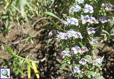 Die Pelzbiene Anthophora alluaudi an Grünlichem Natternkopf (Echium virescens)
