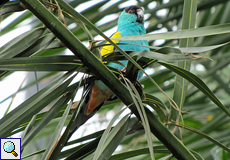 Hoodedsittich (Psephotus chrysopterygius dissimilis)