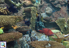 Im Aquarium des Loro Parque gibt es unter anderem tropische Fische