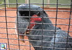 Jugendlicher Palmkakadu (Probosciger aterrimus)