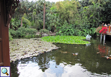 Teich mit Koi-Karpfen im Eingangsbereich des Loro Parque