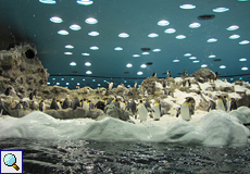 Im Planet Penguin leben fünf verschiedene Pinguinarten