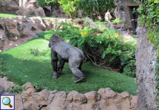 Blick in das Gorilla-Gehege im Loro Parque