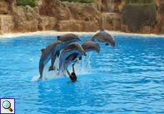 Szene aus der Delfinshow im Loro Parque