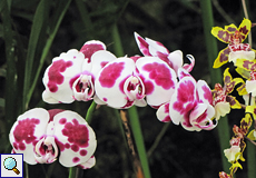 In der Orchideenhalle empfängt den Besucher eine farbenfrohe Blütenvielfalt
