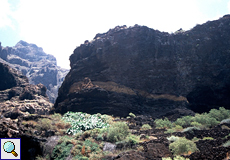 Felswände und Vegetation am Ende der Masca-Schlucht