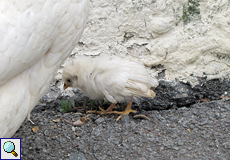 Haushühner und ihr Nachwuchs durchstreifen ungehindert das Gelände