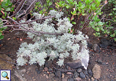Kanaren-Beifuß (Artemisia thuscula)
