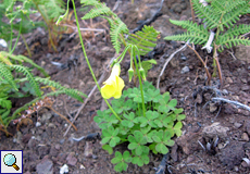 Nickender Sauerklee (Oxalis pes-caprae)