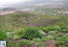Vegetation auf der Hügelkuppe