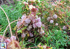 Cuscuta planiflora