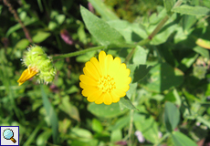 Acker-Ringelblume (Field Marigold, Calendula arvensis)