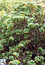 Lindleys Aeonium (Aeonium lindleyi lindleyi)