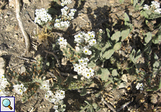 Ästige Sonnenwende (Heliotropium ramosissimum)