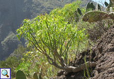 Affenpalme (Verode, Kleinia neriifolia) Affenpalme (Verode, Kleinia neriifolia)