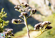 Blüten der Amerikanischen Agave (Centuryplant, Agave americana)