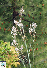 Kleinfrüchtiger Affodill (Common Asphodel, Asphodelus aestivus)