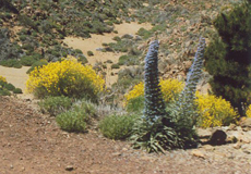 Aubers Natternkopf (Viper's Bugloss, Echium auberianum)