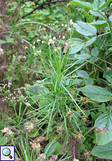 Bäumchenwegerich (Shrub Plantain, Plantago arborescens)