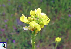 Bastardsenf (Mediterranean Mustard, Hirschfeldia incana)