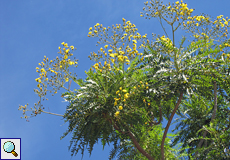 Baum-Gänsedistel (Sonchus congestus)